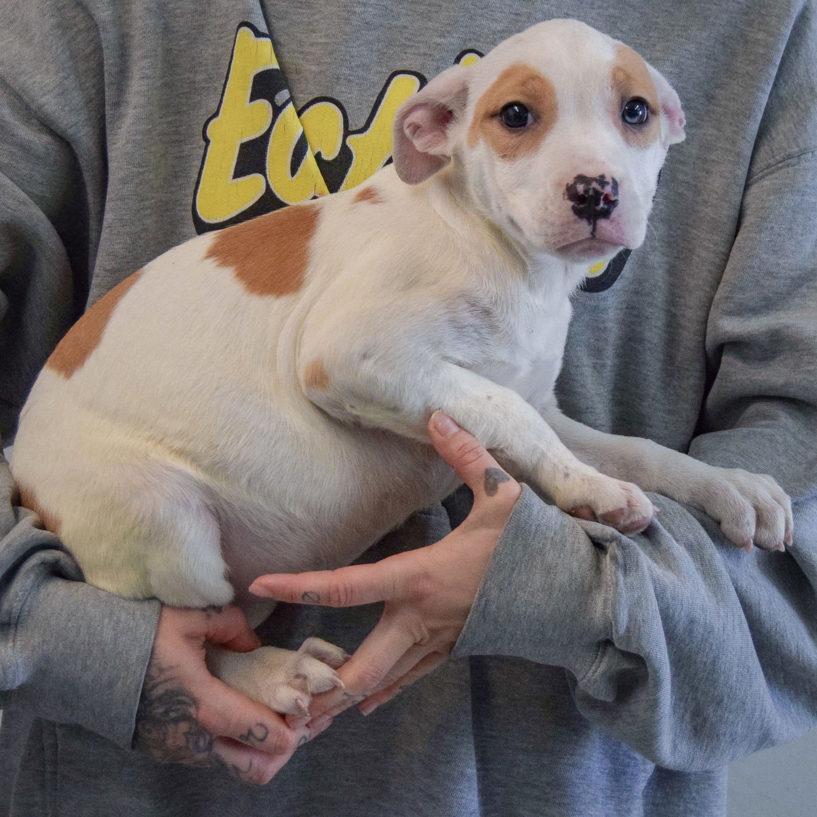 TESSIE - American Staffordshire Terrier / American Bulldog available for adoption