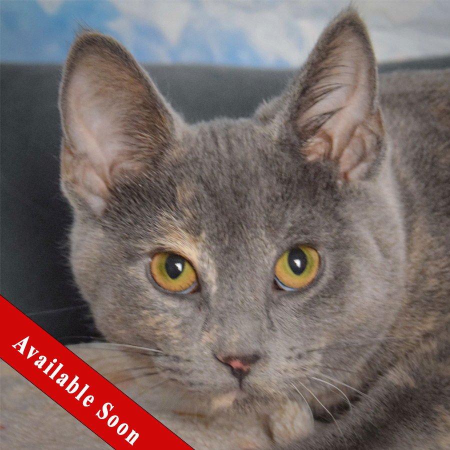 GRAY - Dilute Tortoiseshell / Domestic Short Hair available for adoption