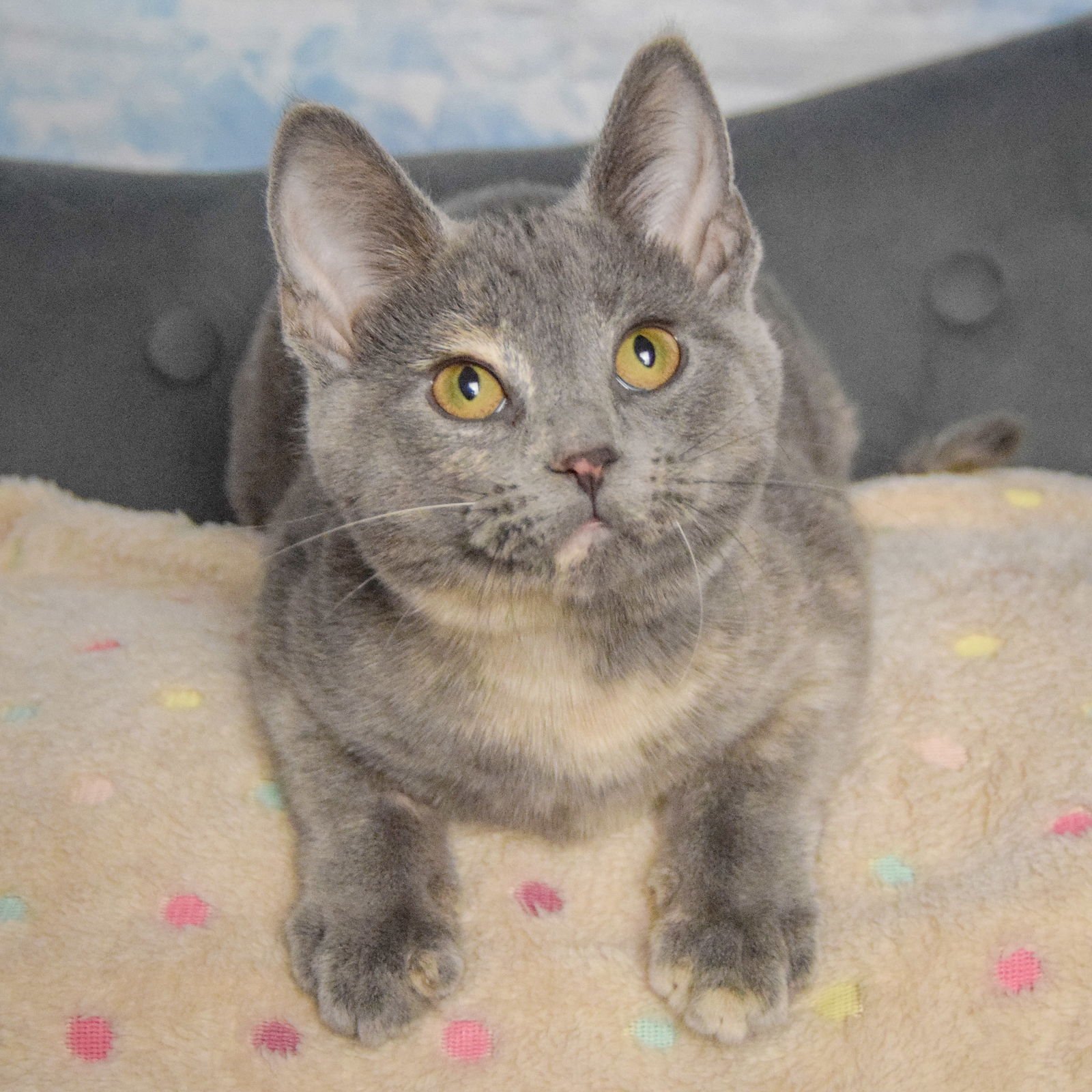 GRAY - Dilute Tortoiseshell / Domestic Short Hair available for adoption