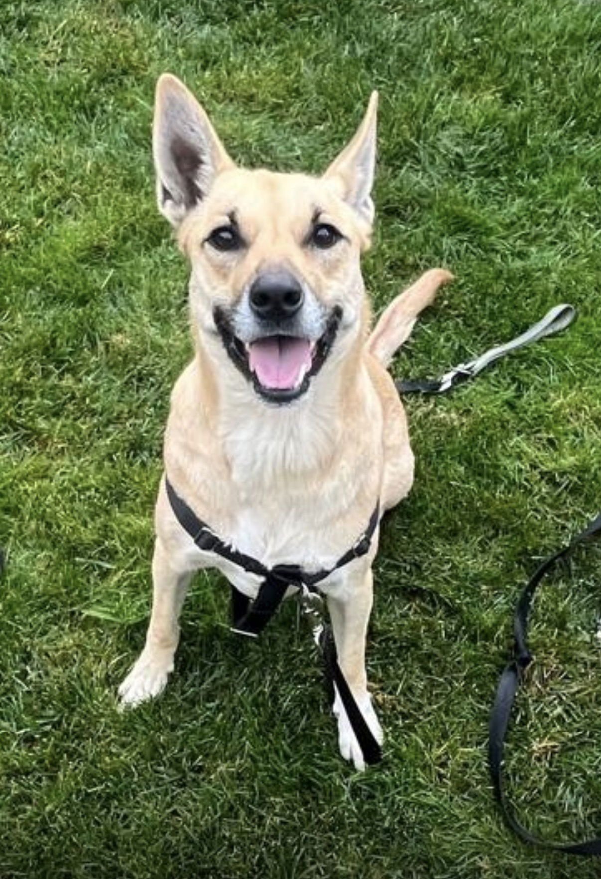 CHANEL - Carolina Dog / Shepherd available for adoption
