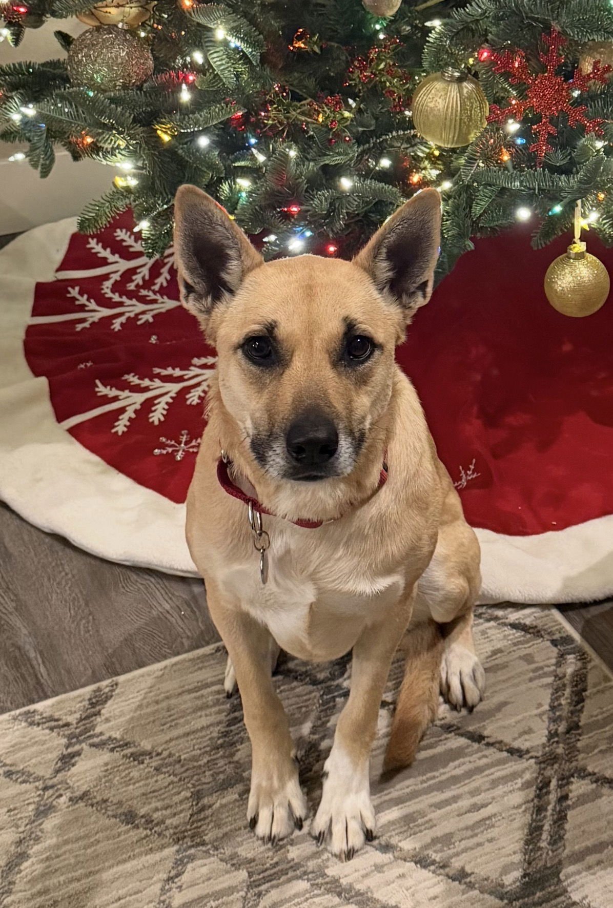 CHANEL - Carolina Dog / Shepherd available for adoption