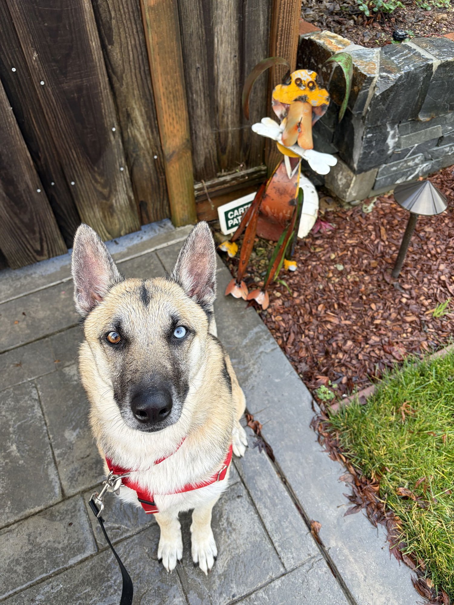 NOVA - German Shepherd Dog / Husky available for adoption