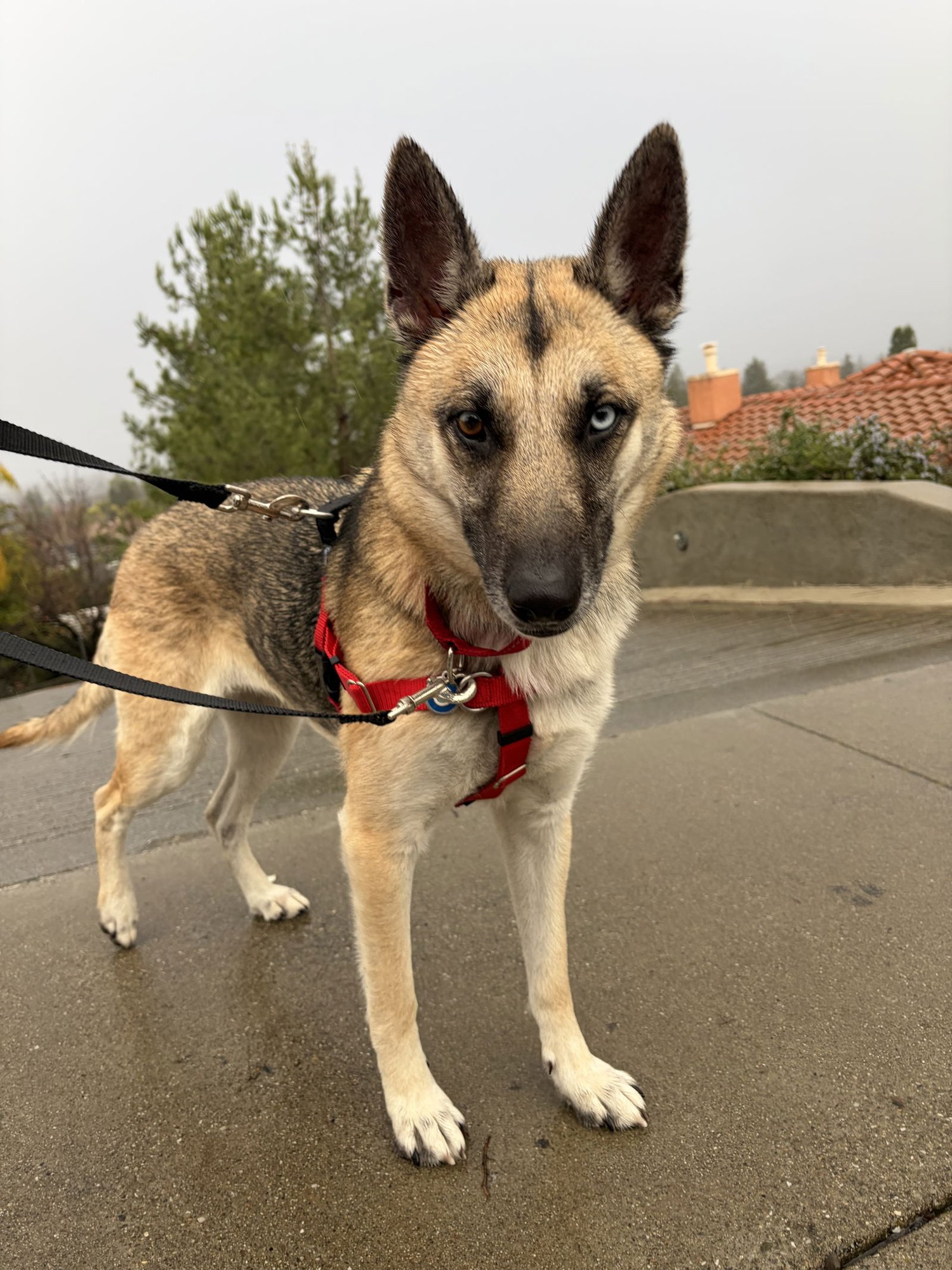 NOVA - German Shepherd Dog / Husky available for adoption