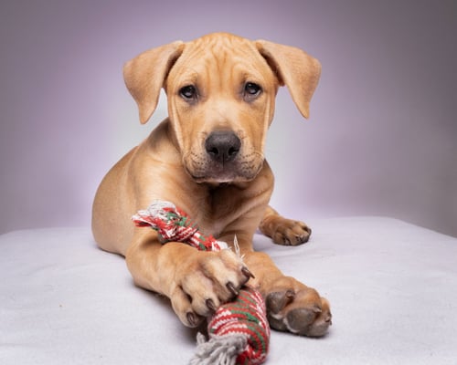 COOPER - Pit Bull Terrier available for adoption