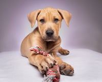 Cooper - Photo 2