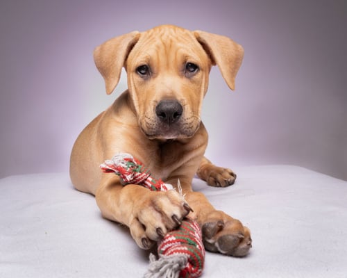 COOPER - Pit Bull Terrier available for adoption