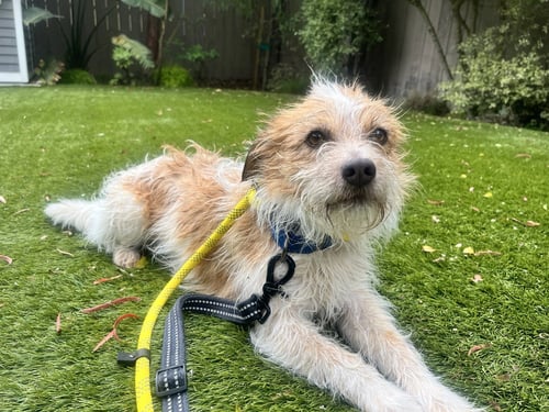 BENJI