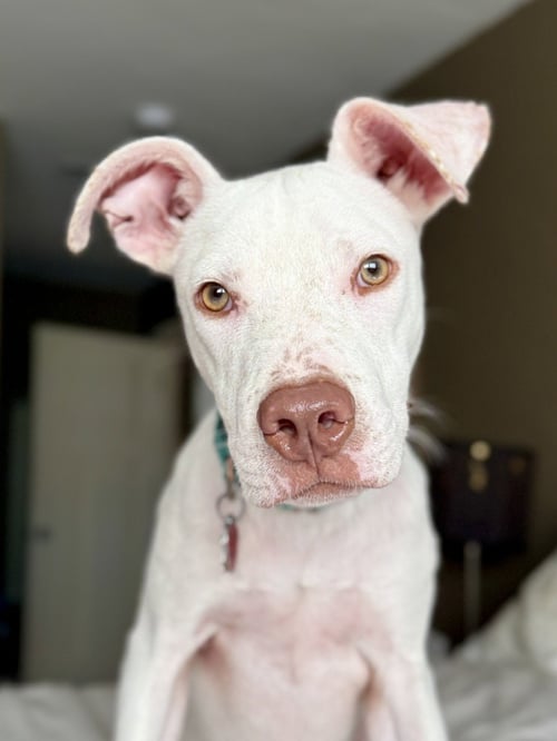 GEORGE - Pit Bull Terrier for adoption in Sunnyvale