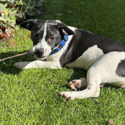 MOO - French Bulldog / Dachshund available for adoption