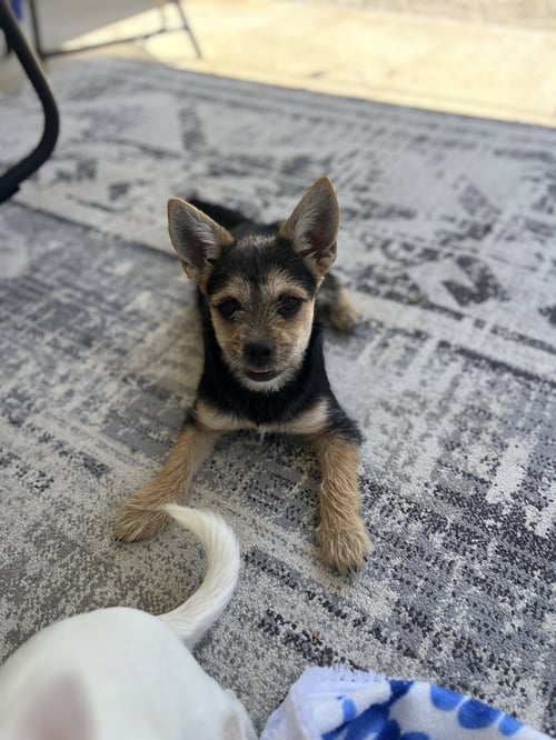 GRETCHEN - Terrier available for adoption