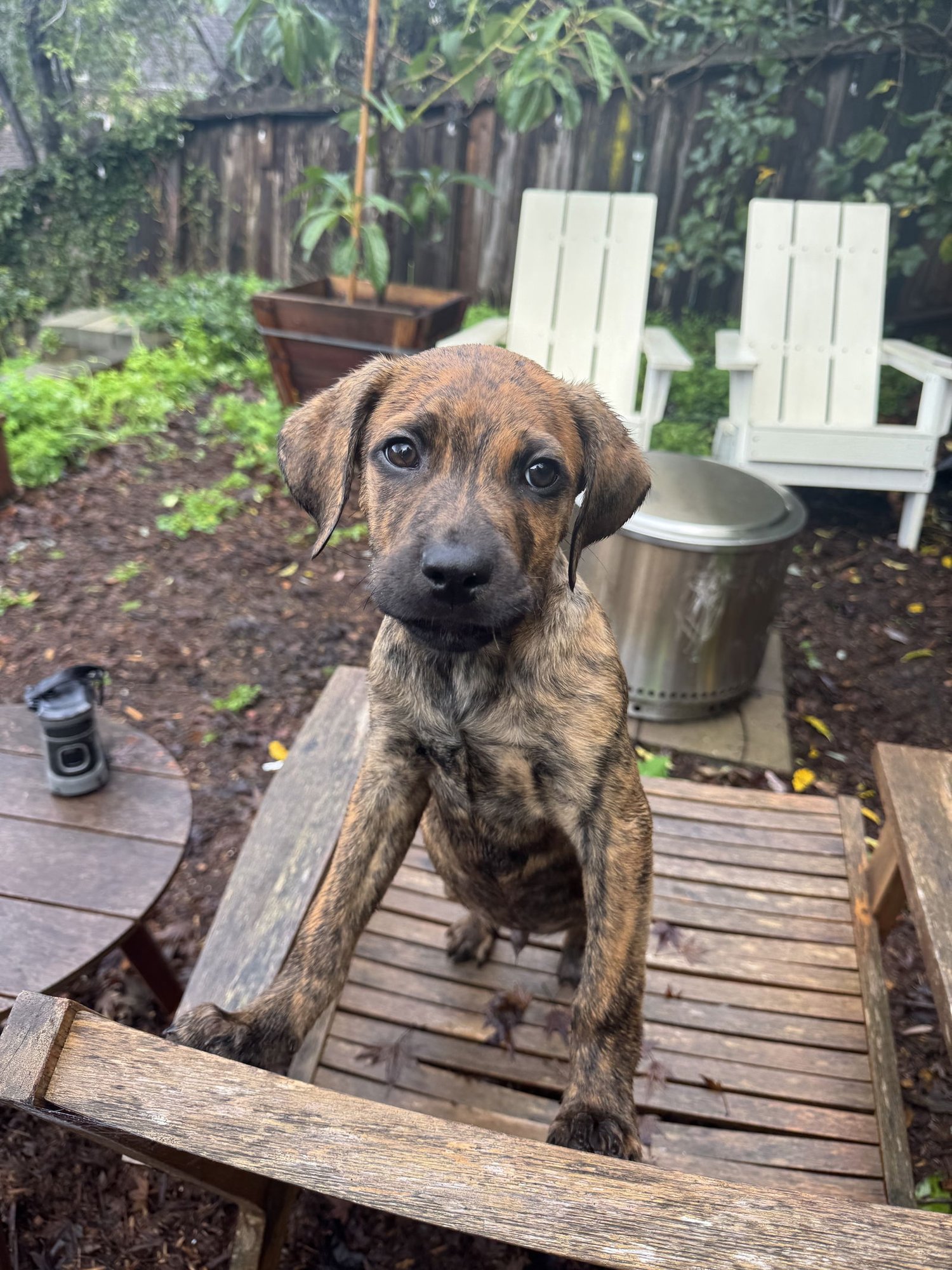 BEANS - Terrier / Boxer available for adoption