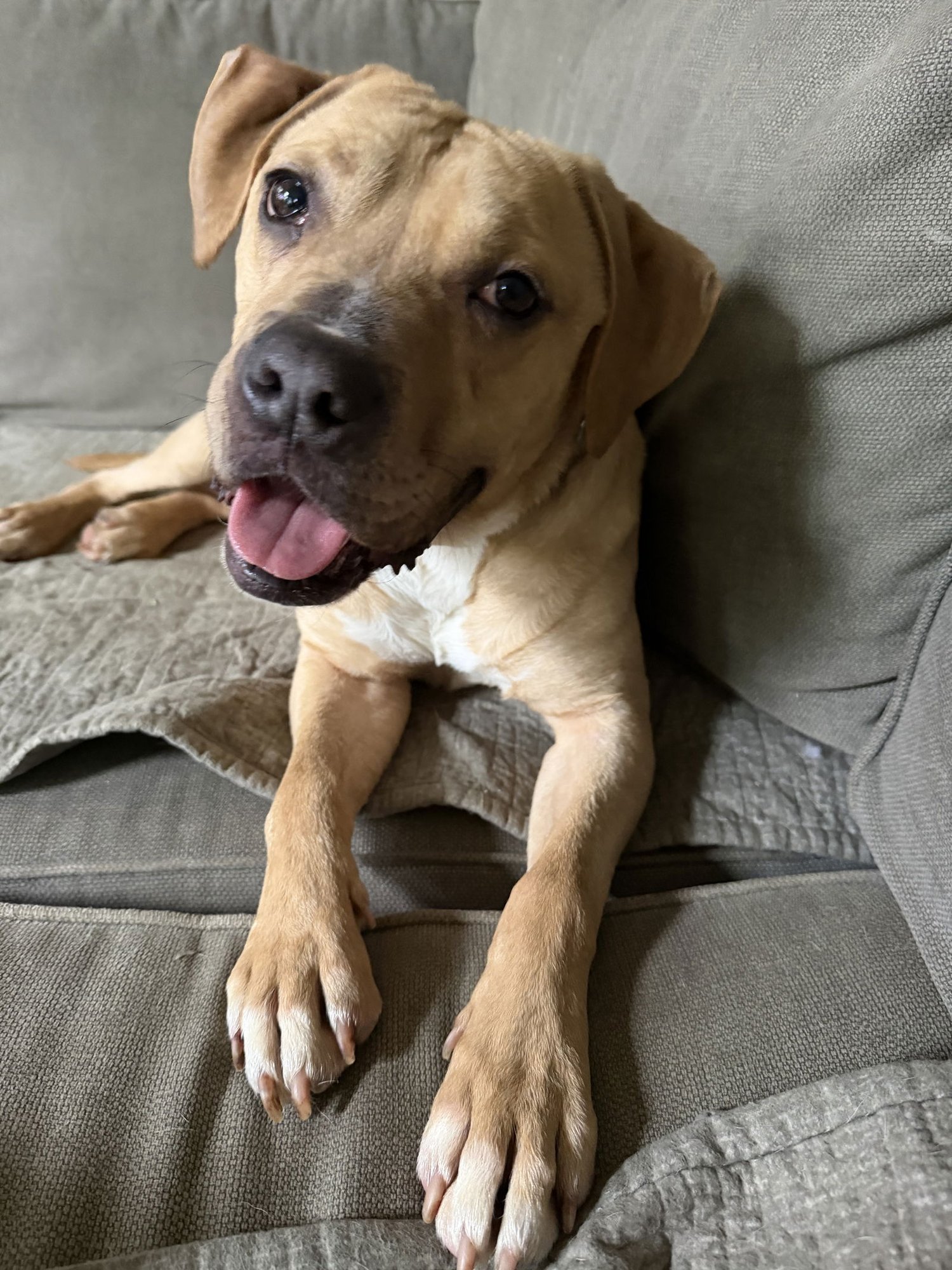 LOVEBUG - Pit Bull Terrier available for adoption