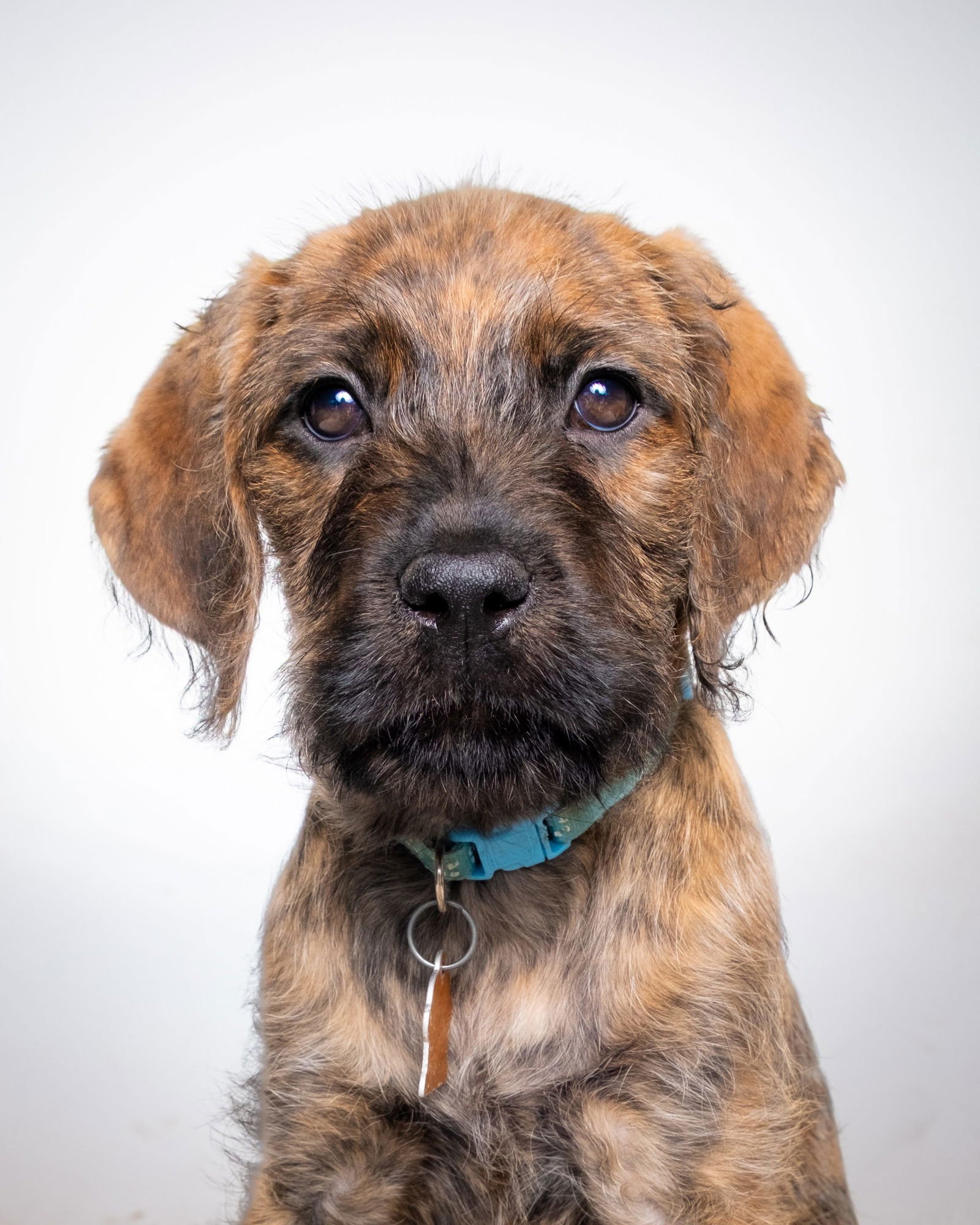 ROBIN - Pointer / Boxer available for adoption