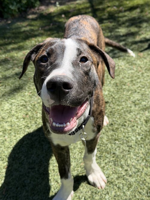 JOEY - Hound / Pit Bull Terrier available for adoption
