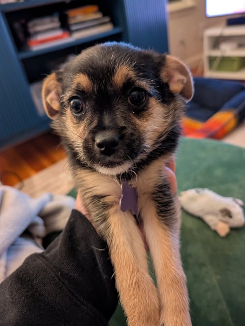 JELLYBEAN - Pug / Chihuahua available for adoption