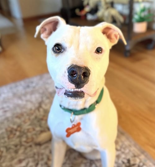 ROWAN - Pit Bull Terrier for adoption in Sunnyvale