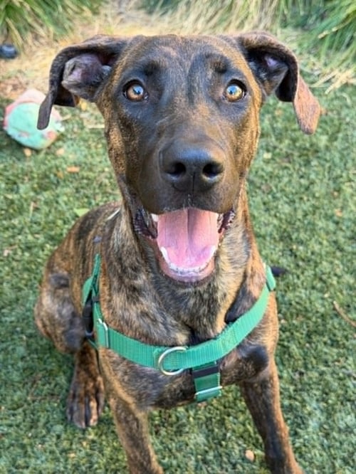 JOSIE - Hound / Labrador Retriever for adoption in Sunnyvale