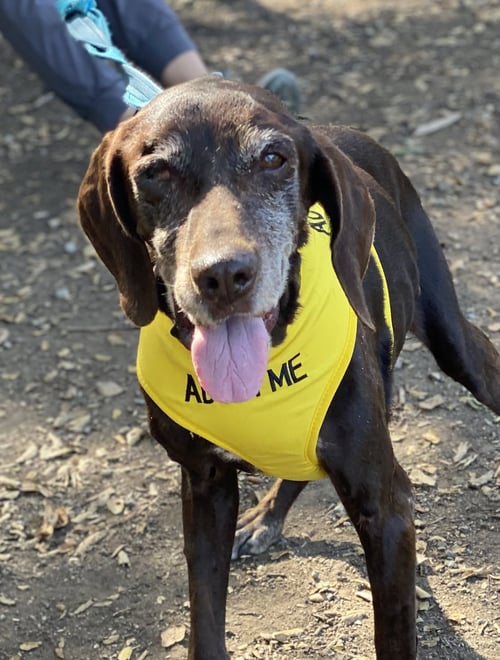 BETTY - German Shorthaired Pointer for adoption in Sunnyvale