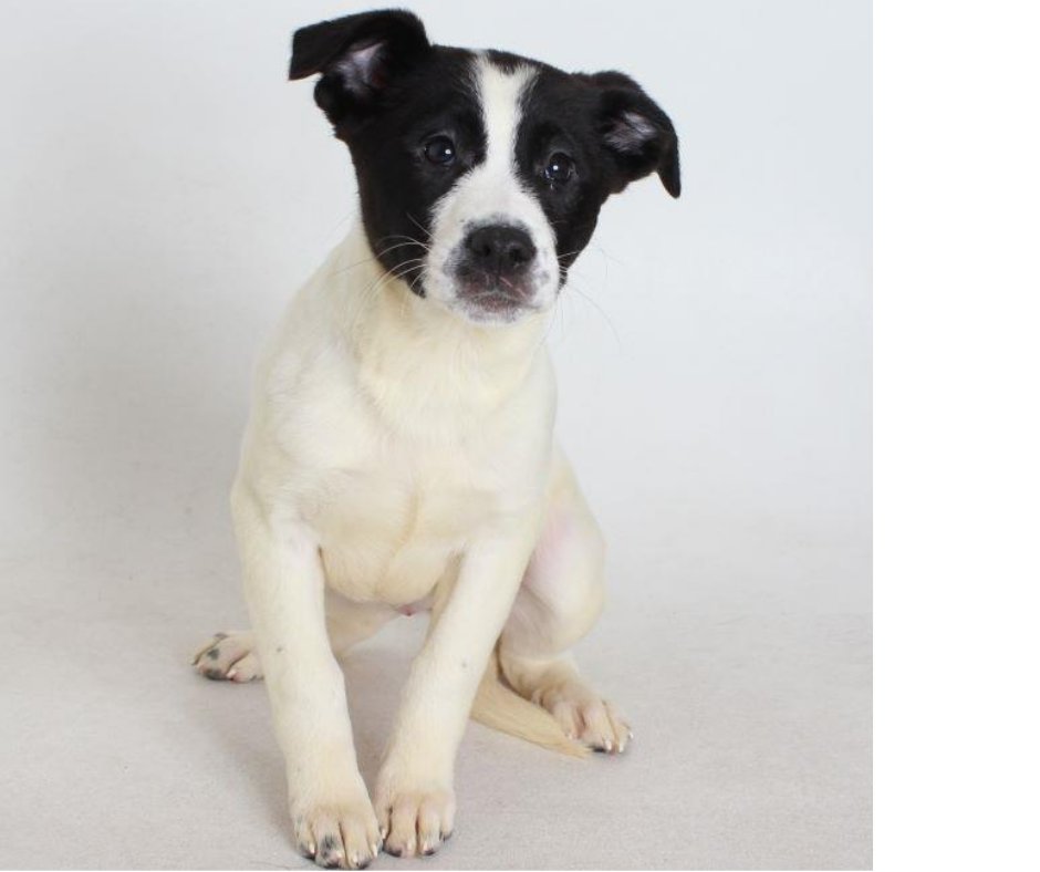 OLIVIA - Pit Bull Terrier / Border Collie available for adoption