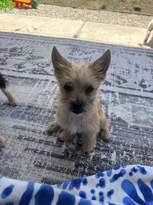 REGINA - Terrier available for adoption