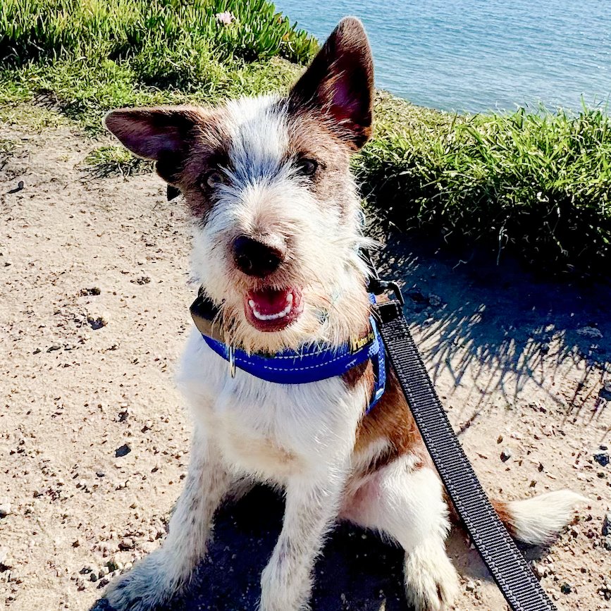 CHARLIE - Terrier available for adoption