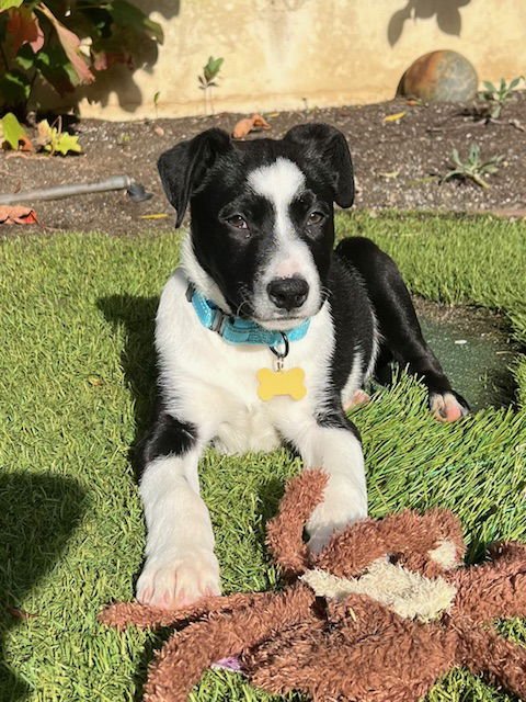 FREDDIE - Border Collie available for adoption