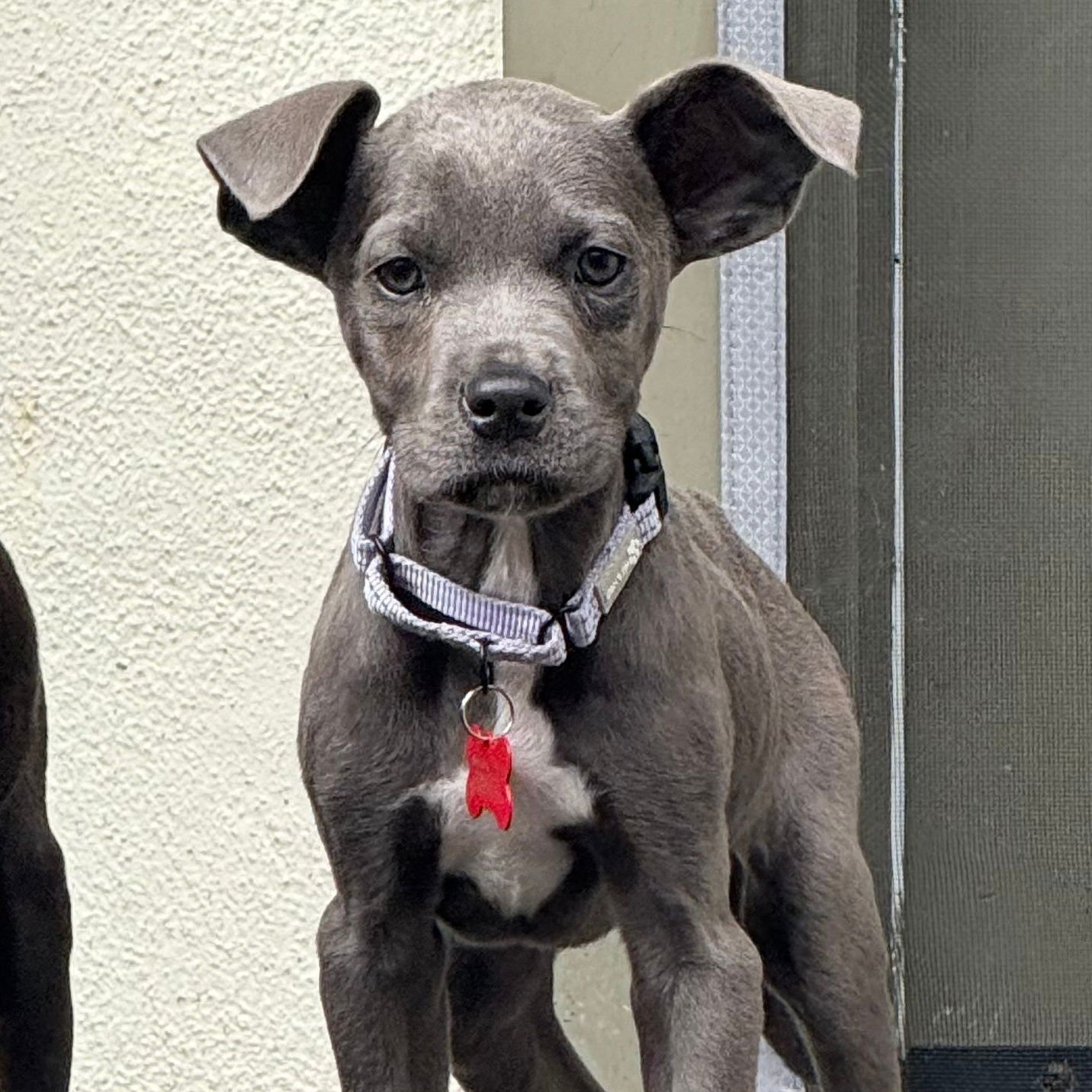 STORMY - Pit Bull Terrier available for adoption