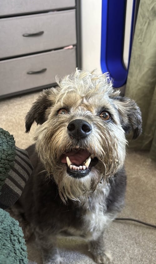 DUSTY - Lhasa Apso for adoption in Sunnyvale