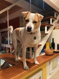 Bodi - Photo 2