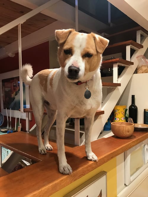 BODI - Terrier available for adoption