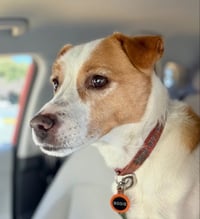 Bodi - Photo 1