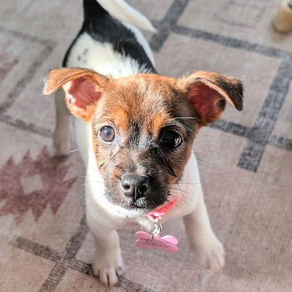 DOTTIE - Dachshund / Chihuahua available for adoption