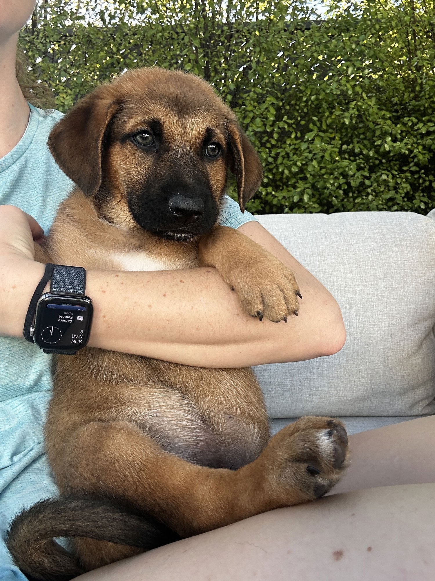 MANCHENGO - Border Collie / Shepherd available for adoption