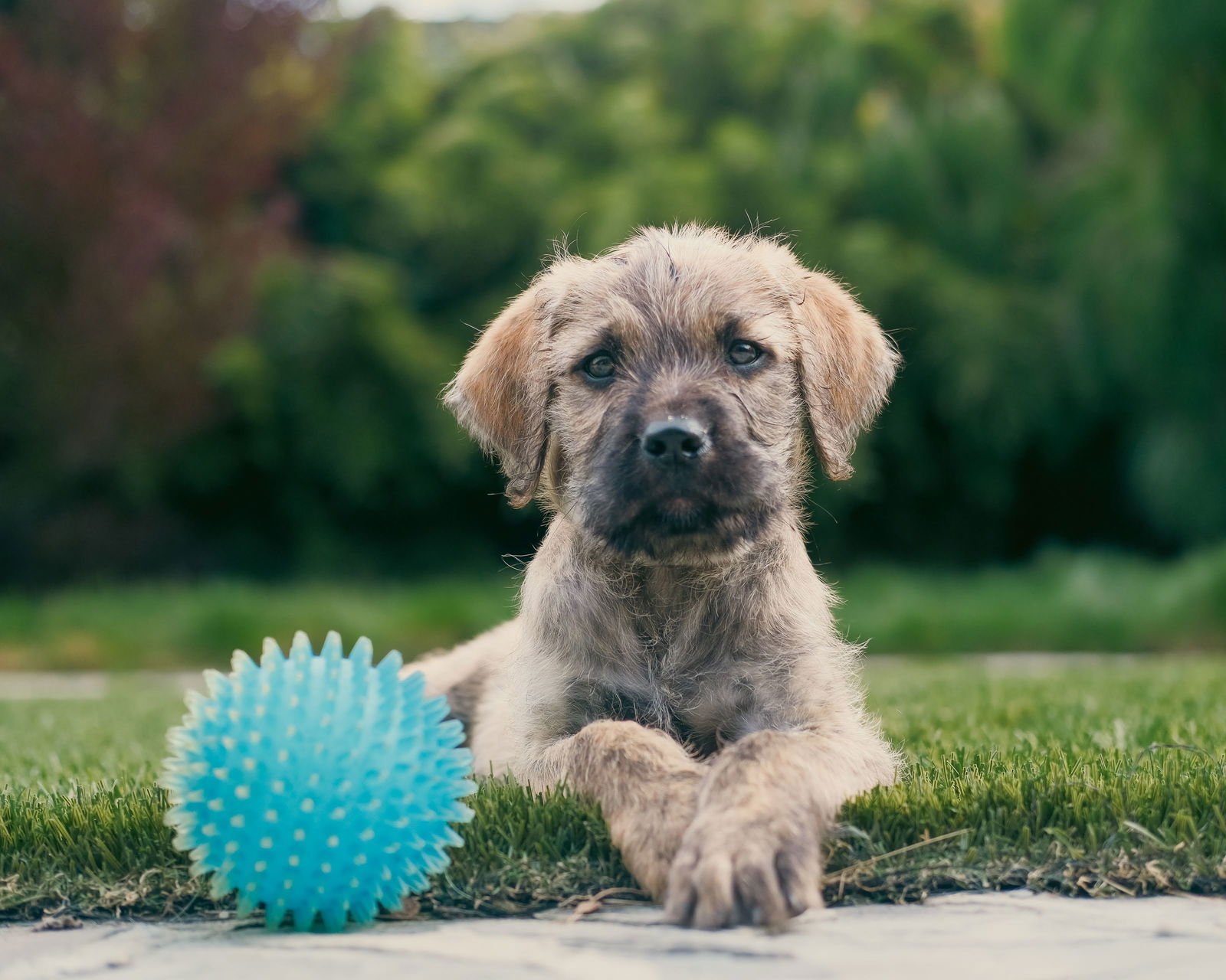 WILLIE - Pointer / Boxer available for adoption