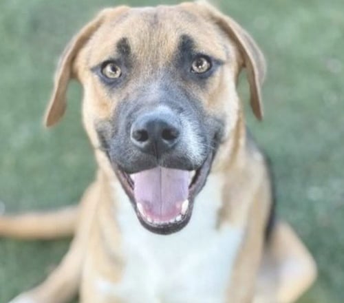 FISHER - Shepherd for adoption in Sunnyvale