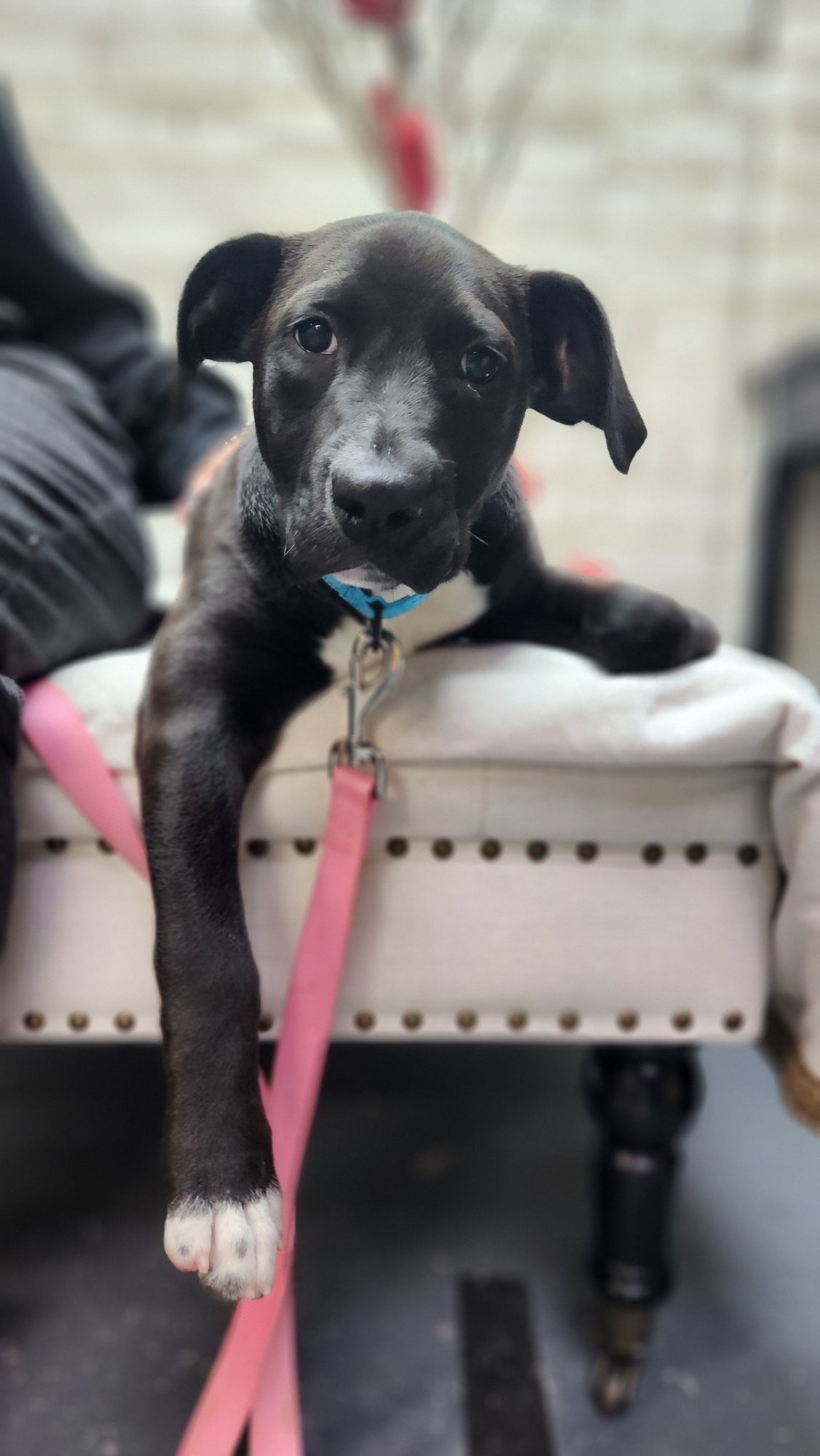 ANNIE - Pit Bull Terrier available for adoption