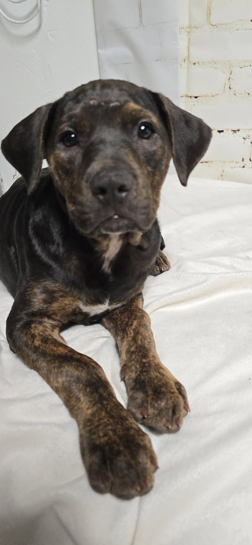 FLORA - Pit Bull Terrier available for adoption