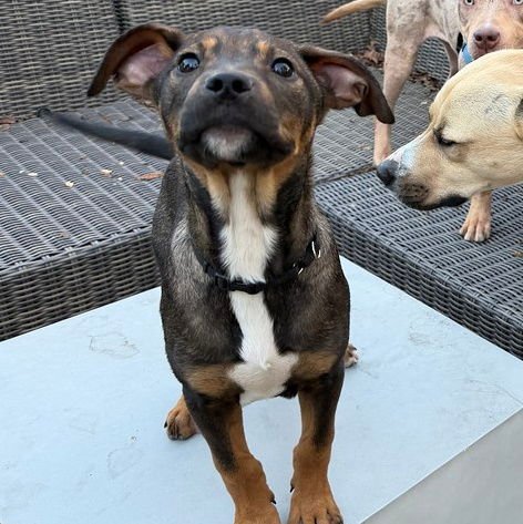 WOODY - Shepherd available for adoption