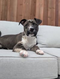 Louie - Photo 1