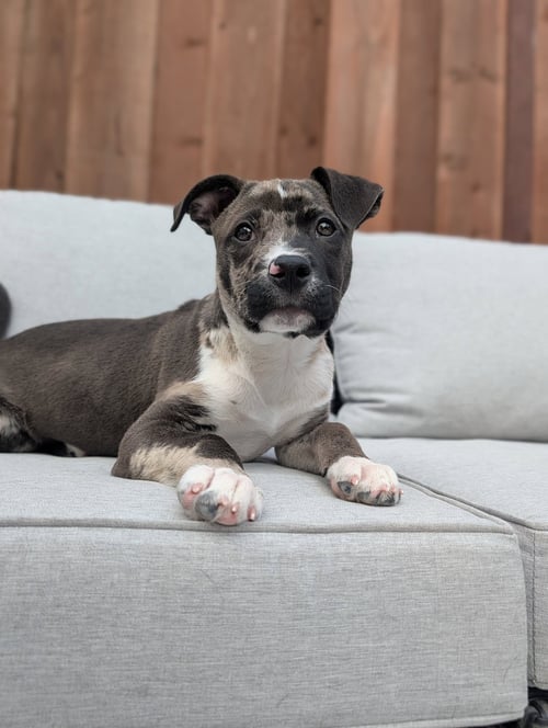 LOUIE - Pit Bull Terrier for adoption in Sunnyvale