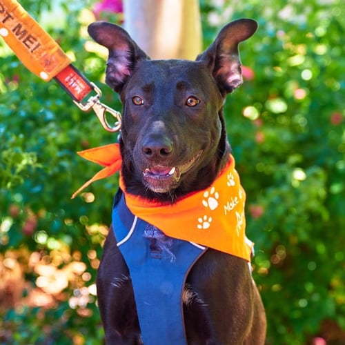 BRANDY - Shepherd / Pit Bull Terrier available for adoption