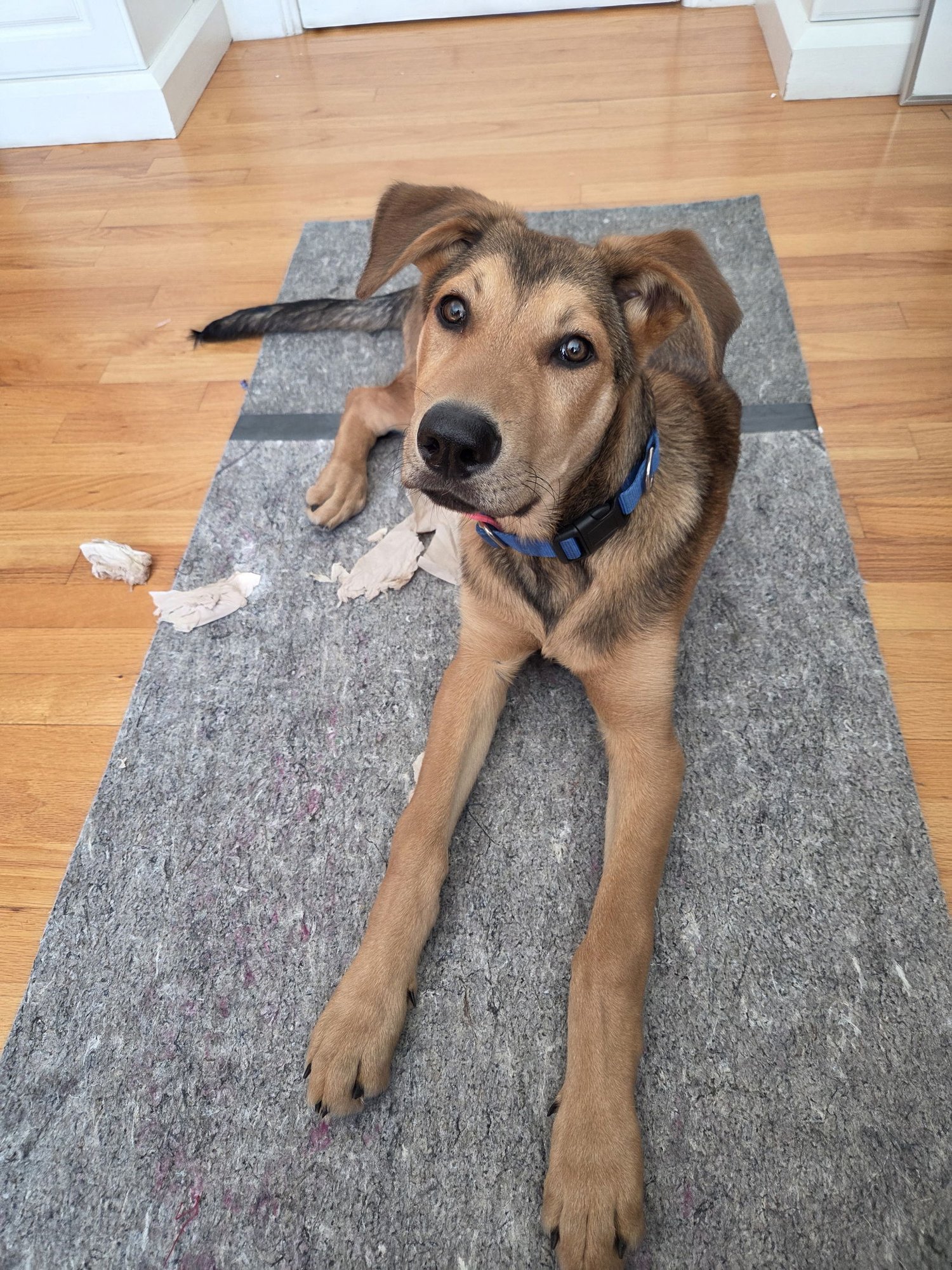 BIGGIE - Shepherd available for adoption