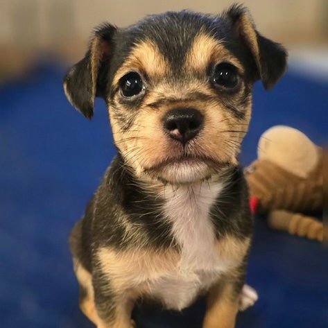 TRUFFLE - Chihuahua / Terrier available for adoption