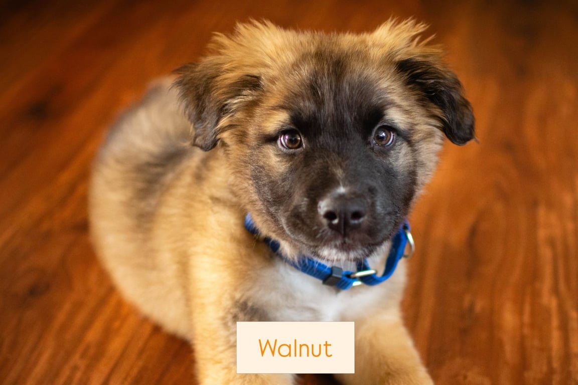 Walnut Image