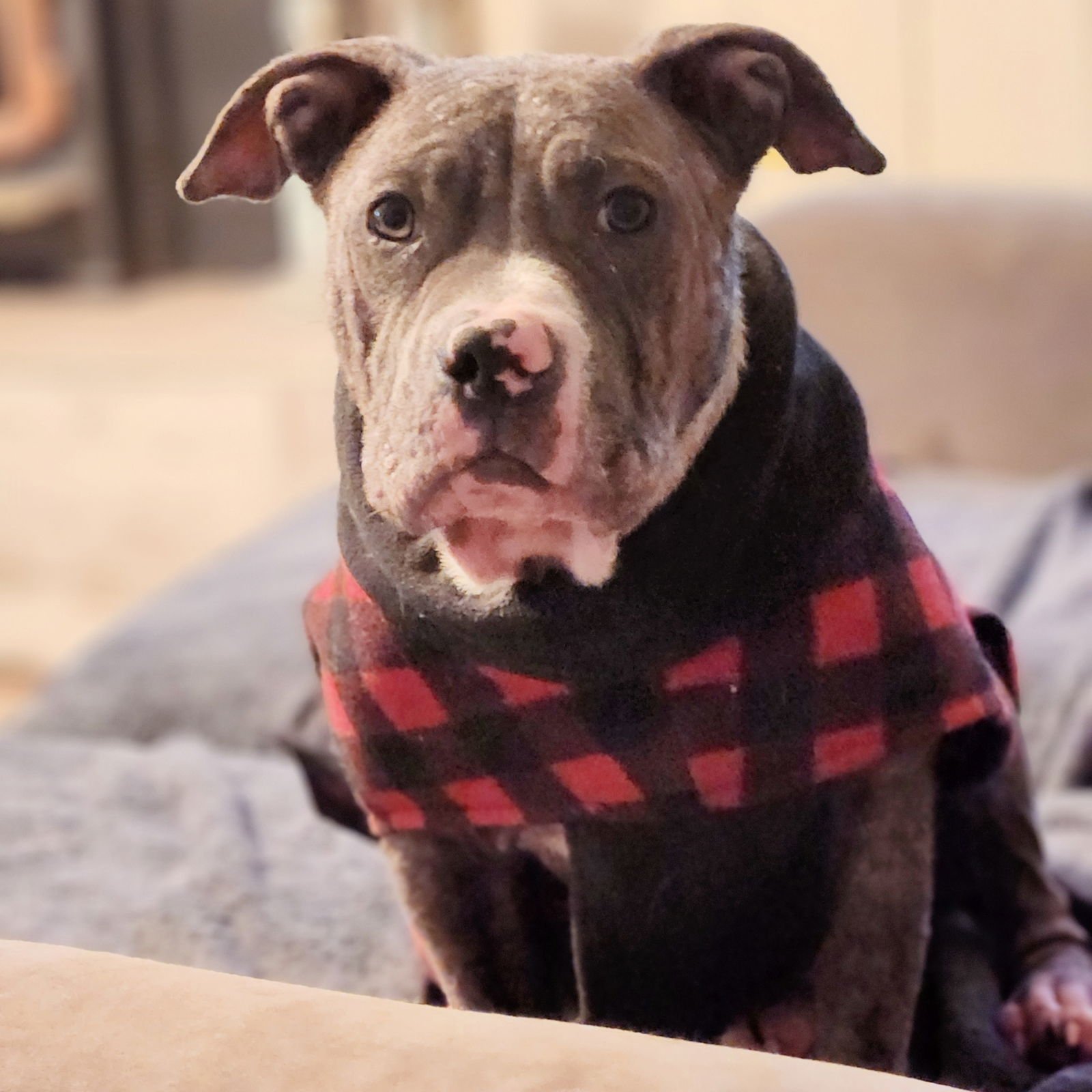 MOUSE - Pit Bull Terrier available for adoption