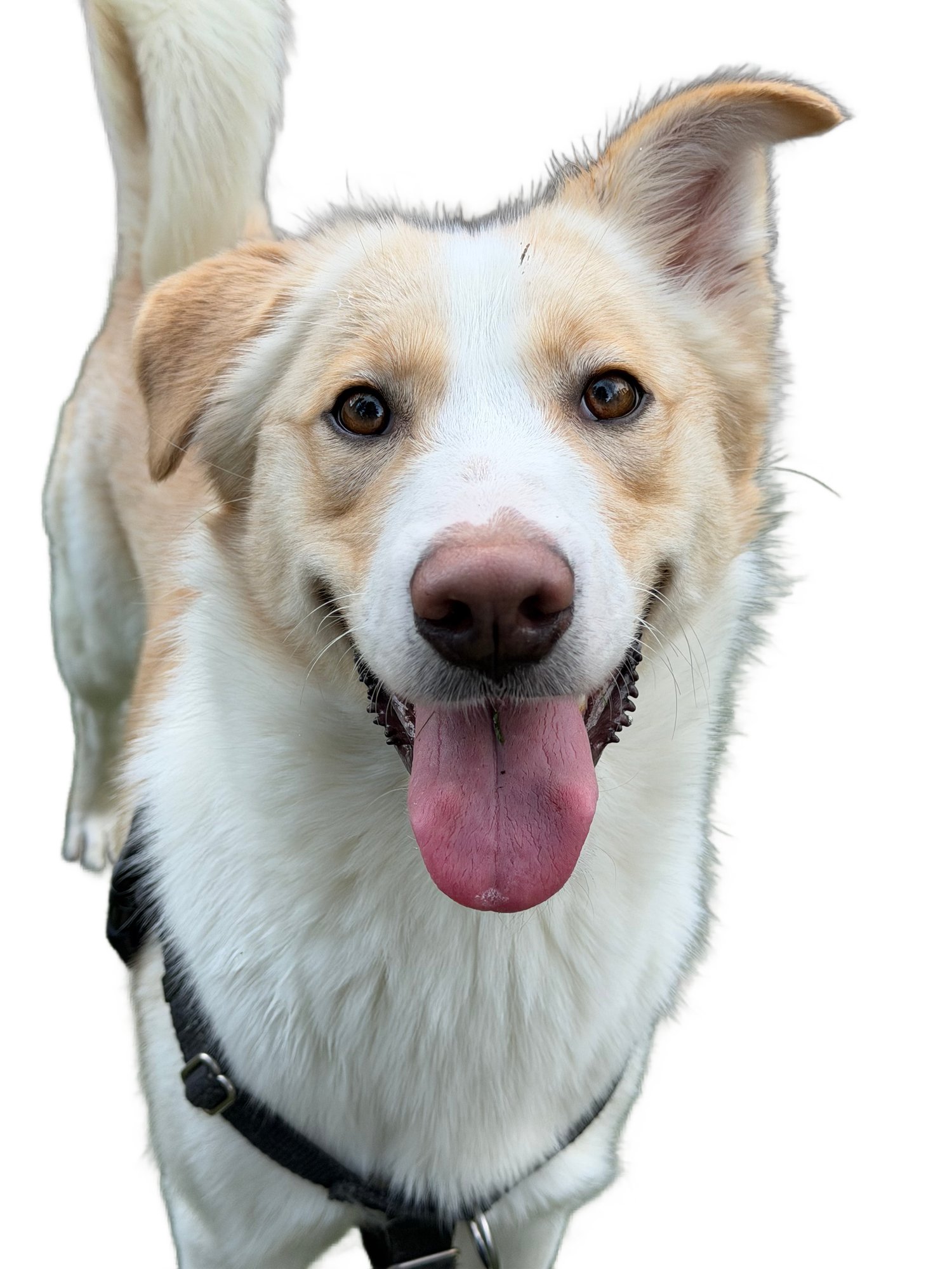 TYLER - Shepherd available for adoption