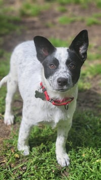 Holstein - Photo 1