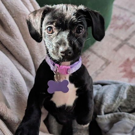 POPPY - Dachshund / Chihuahua available for adoption