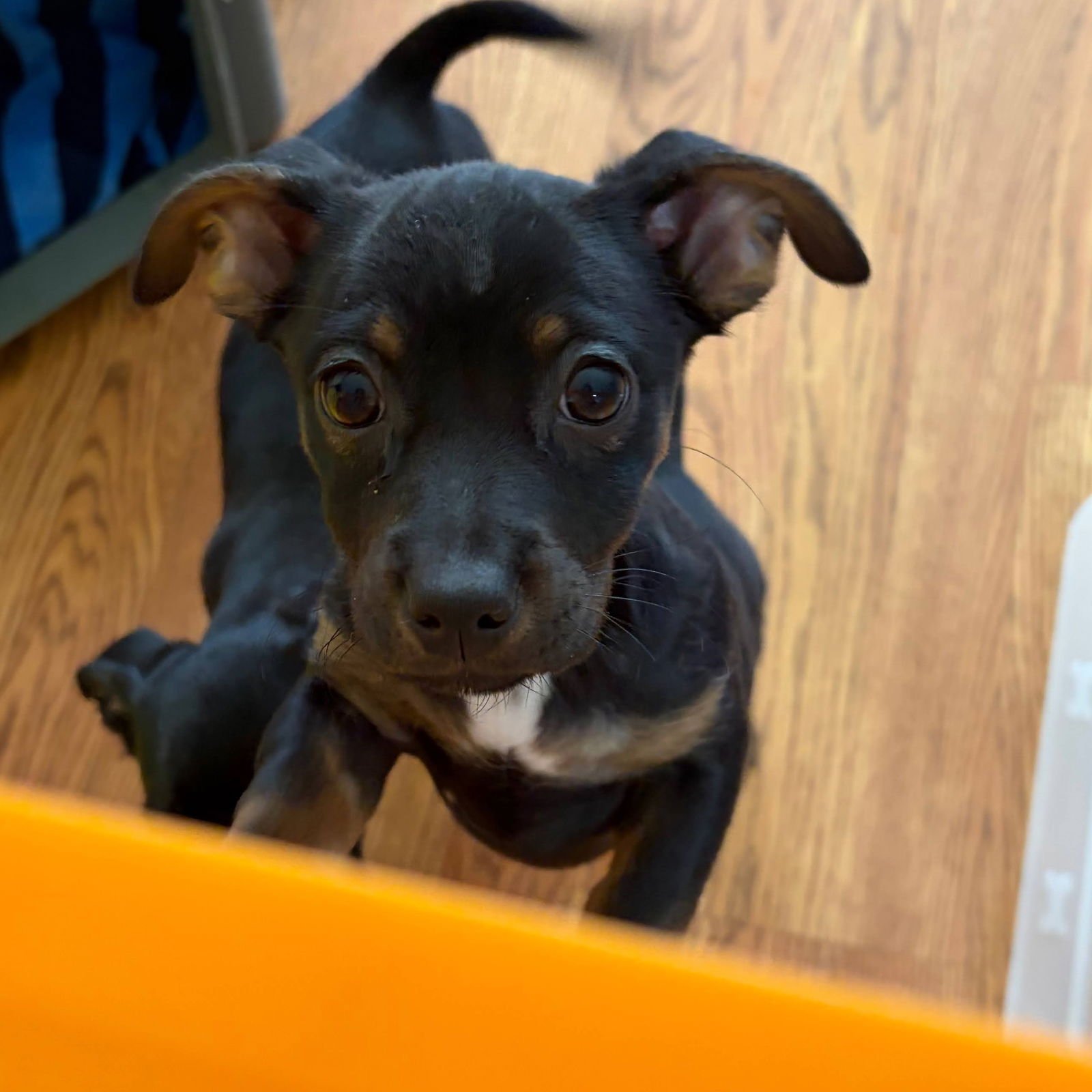 DASH - Chihuahua / Dachshund available for adoption