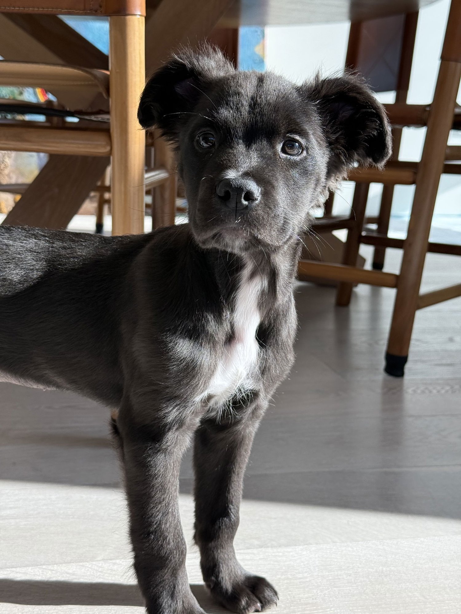 RAINY - Pit Bull Terrier available for adoption